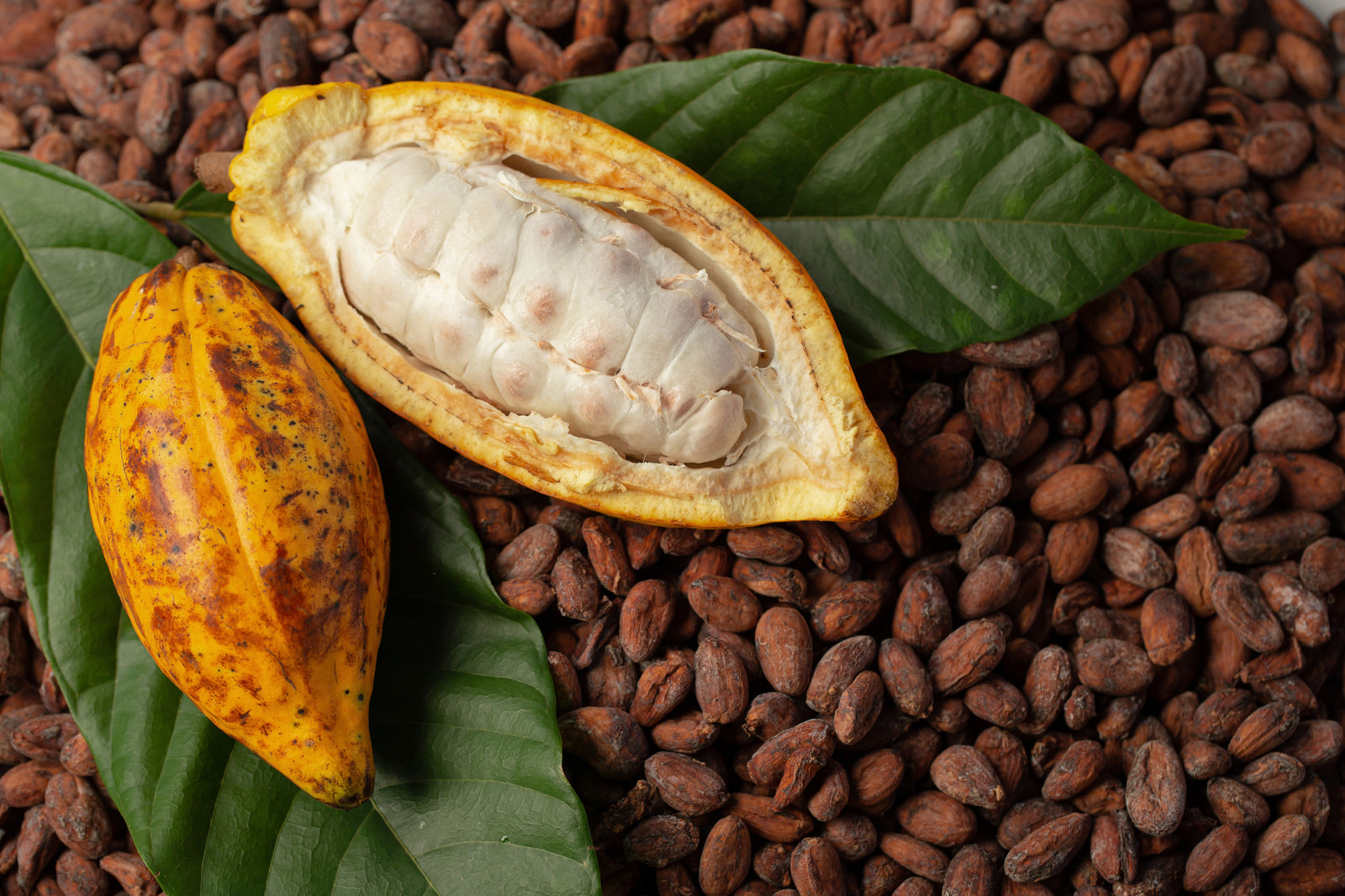 Cocoa Bean