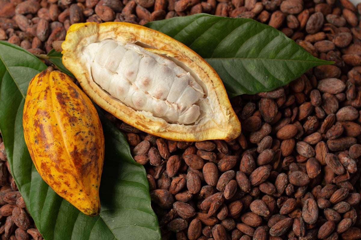 Cocoa Bean
