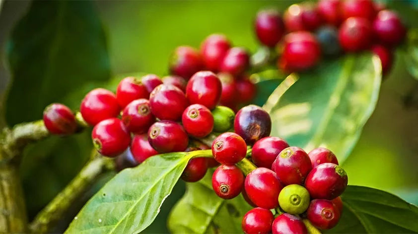 Coffee Cherry