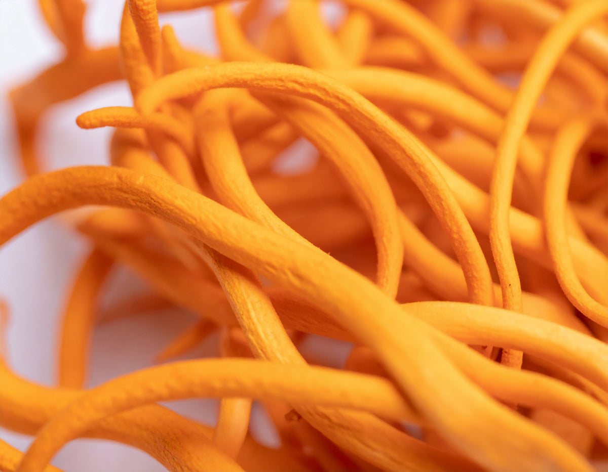 Cordyceps