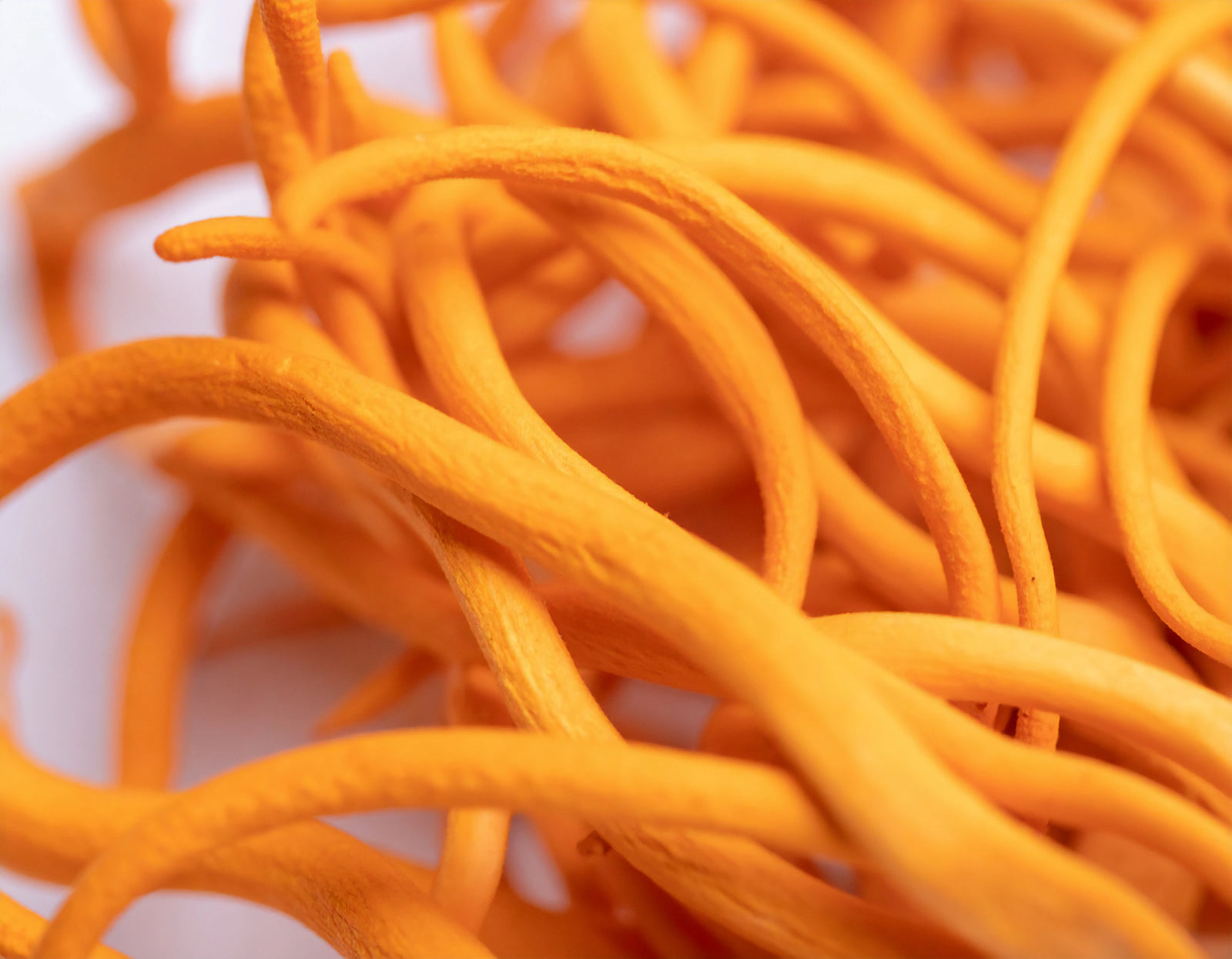 Cordyceps