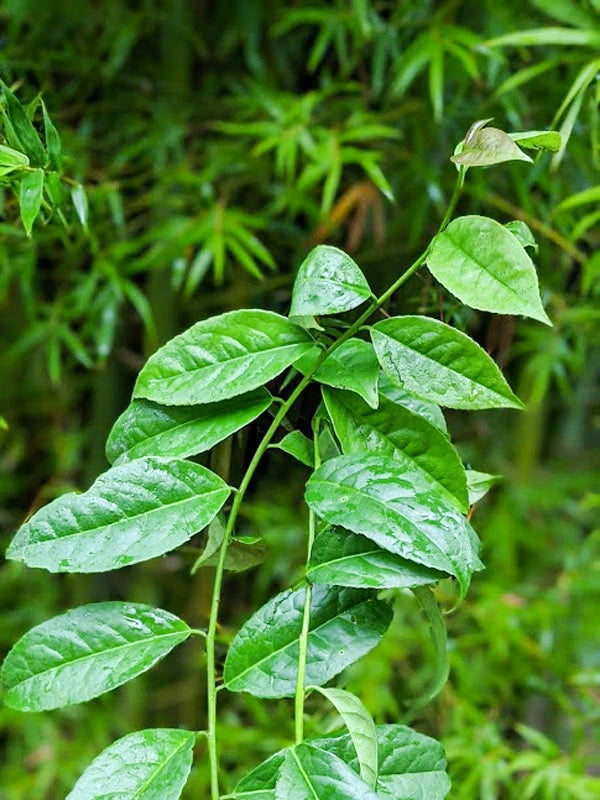 Guayusa