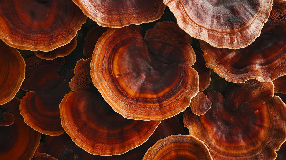 Reishi