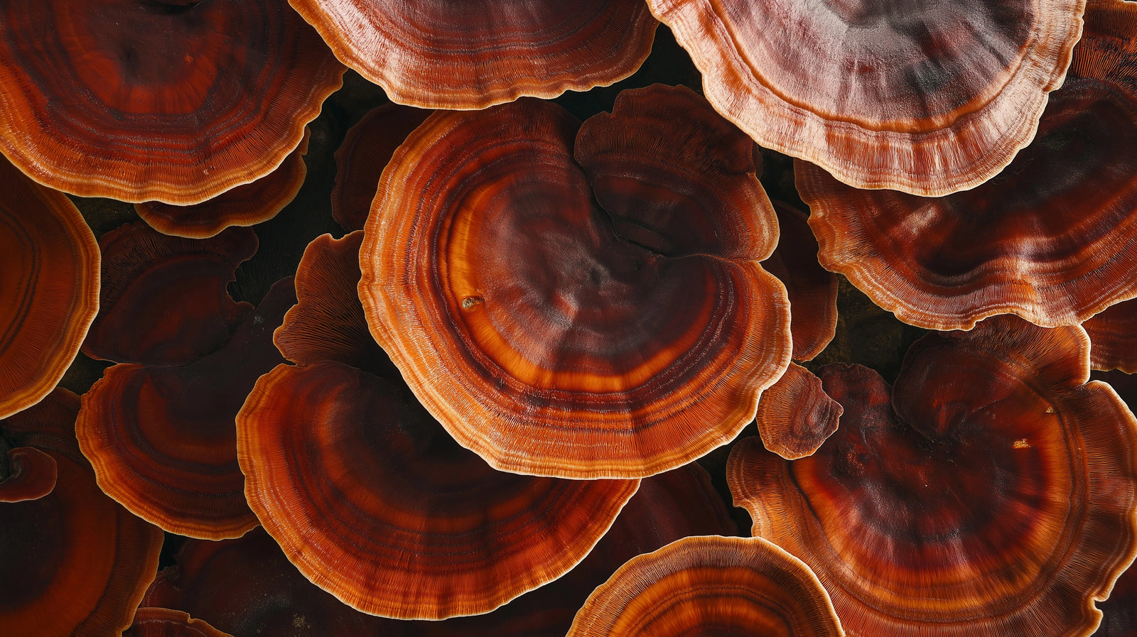 Reishi